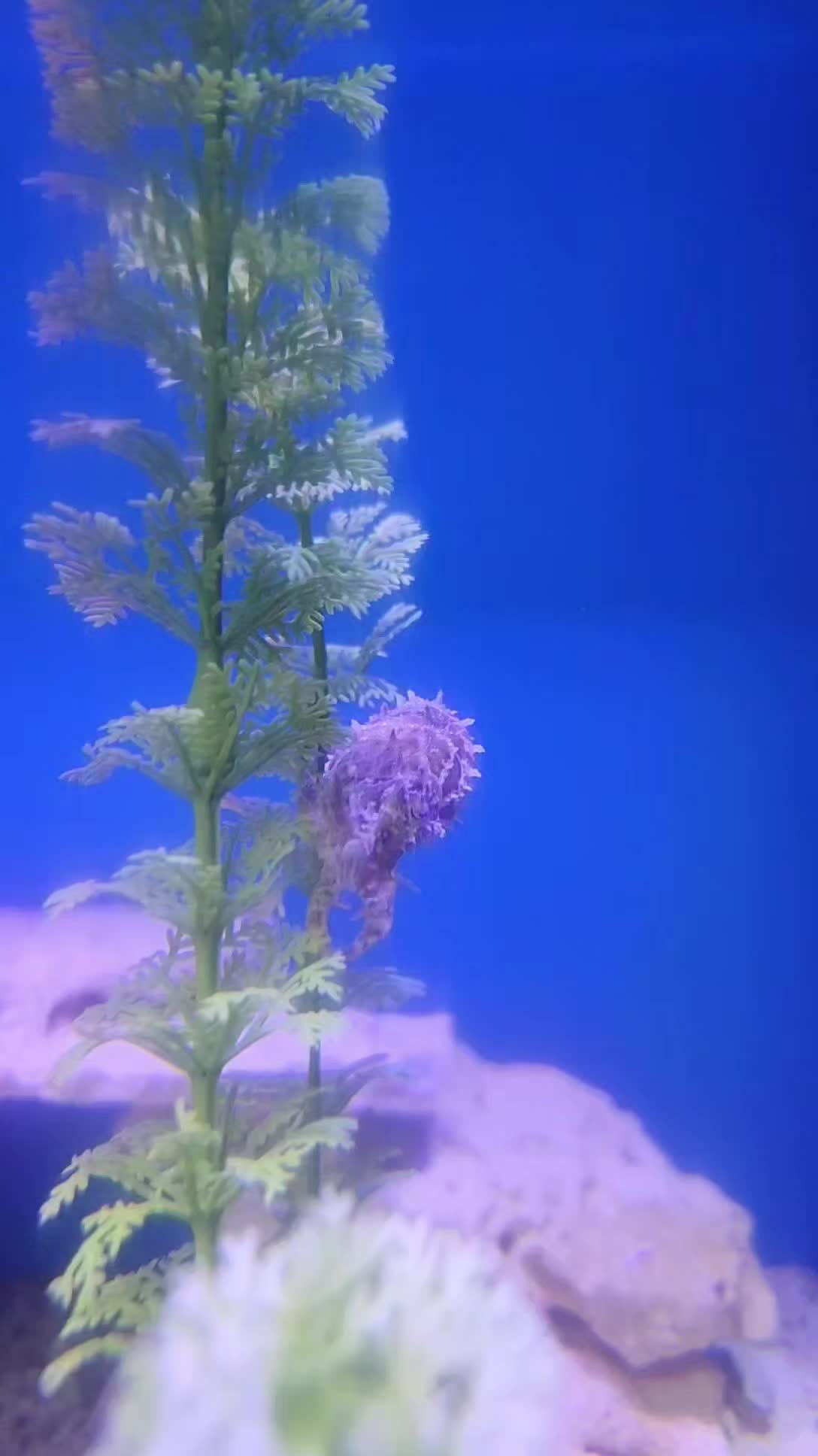 @Cuttle Aquarist