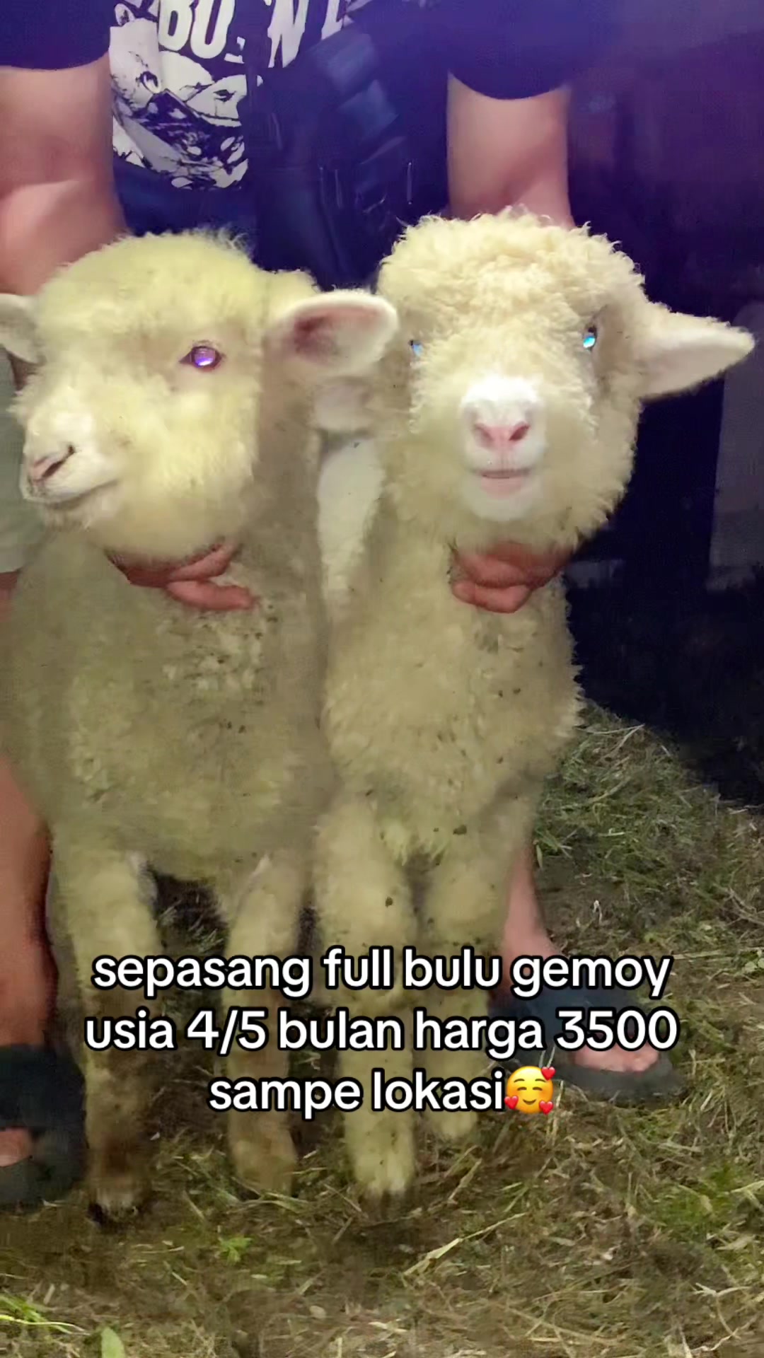 @RAMBOEN FARM TMG