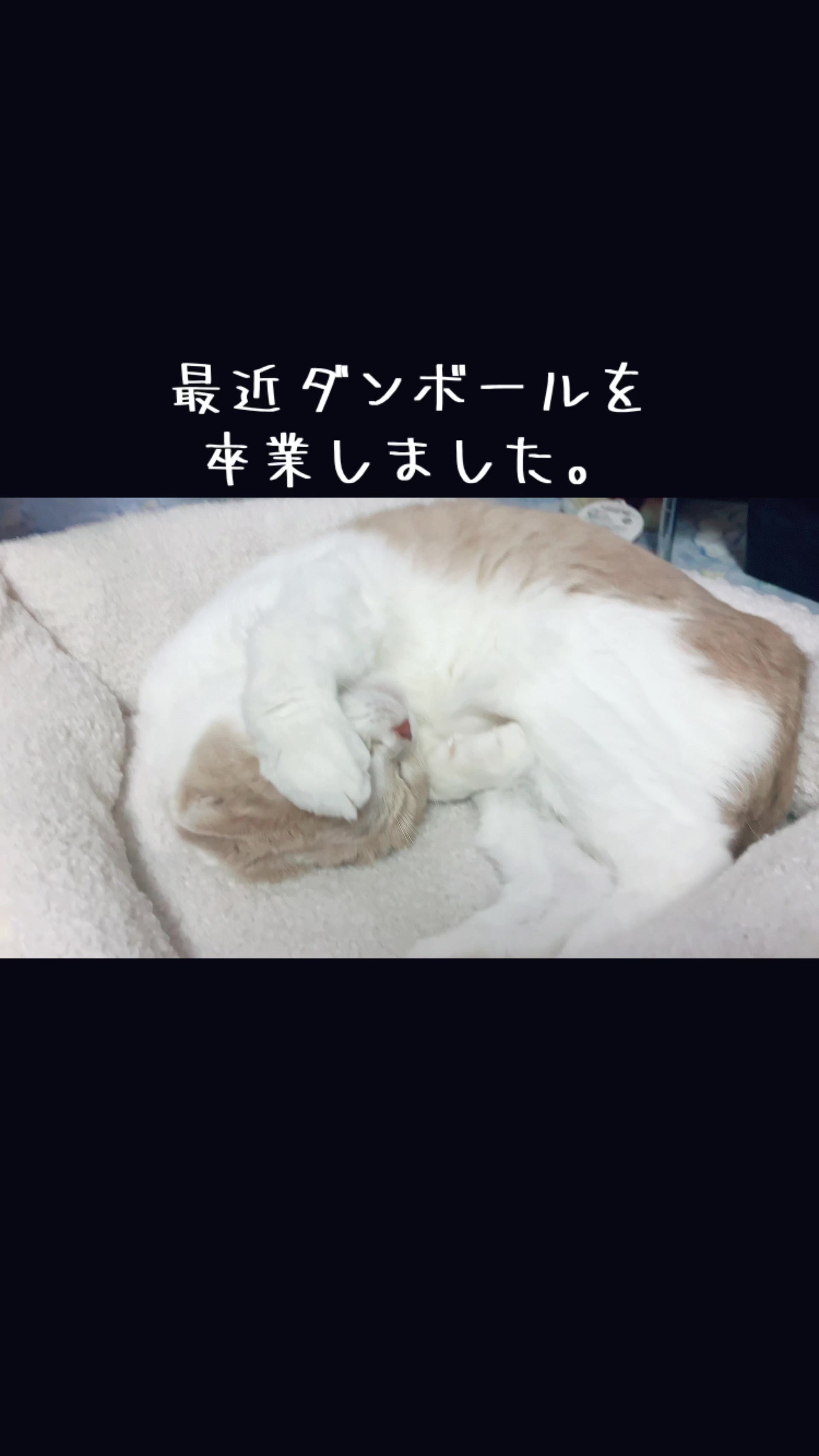 @らるたんと飼い主さん🌈🐾໊