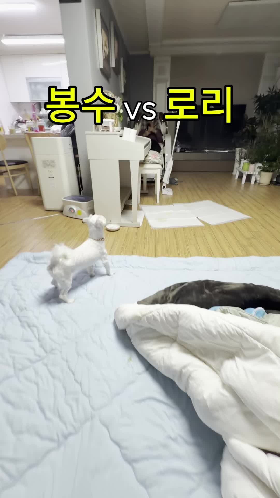 @꼬똥로리