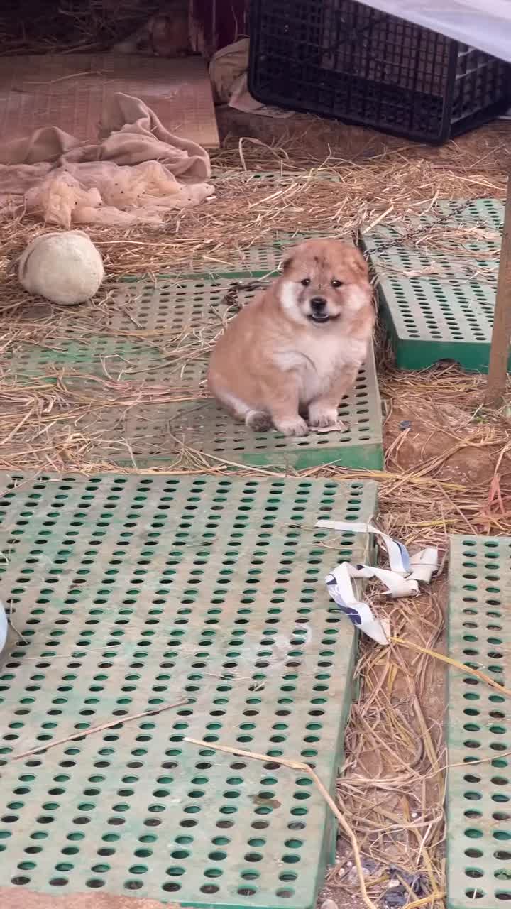 @MeowWoofMoments