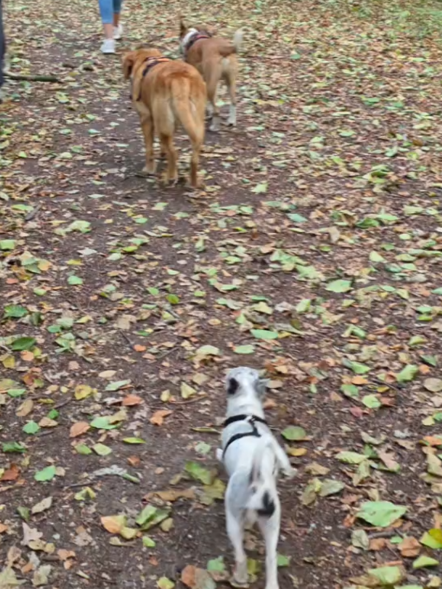 @Jerry_Coby_Chihuahua