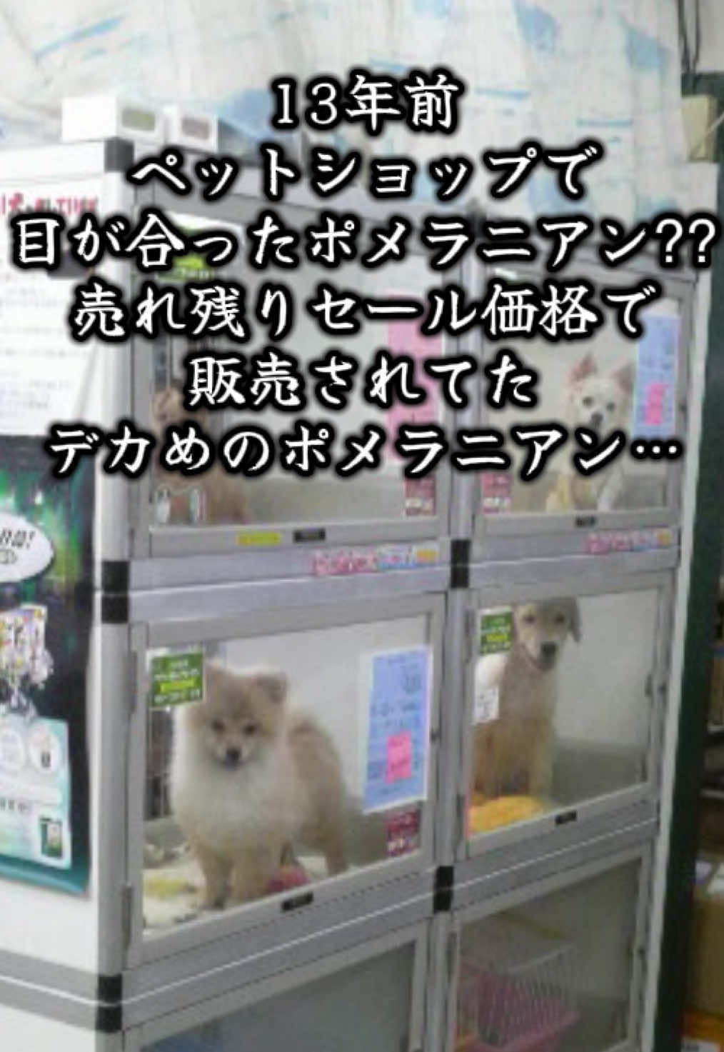 @ポメラニアン🐾えびす