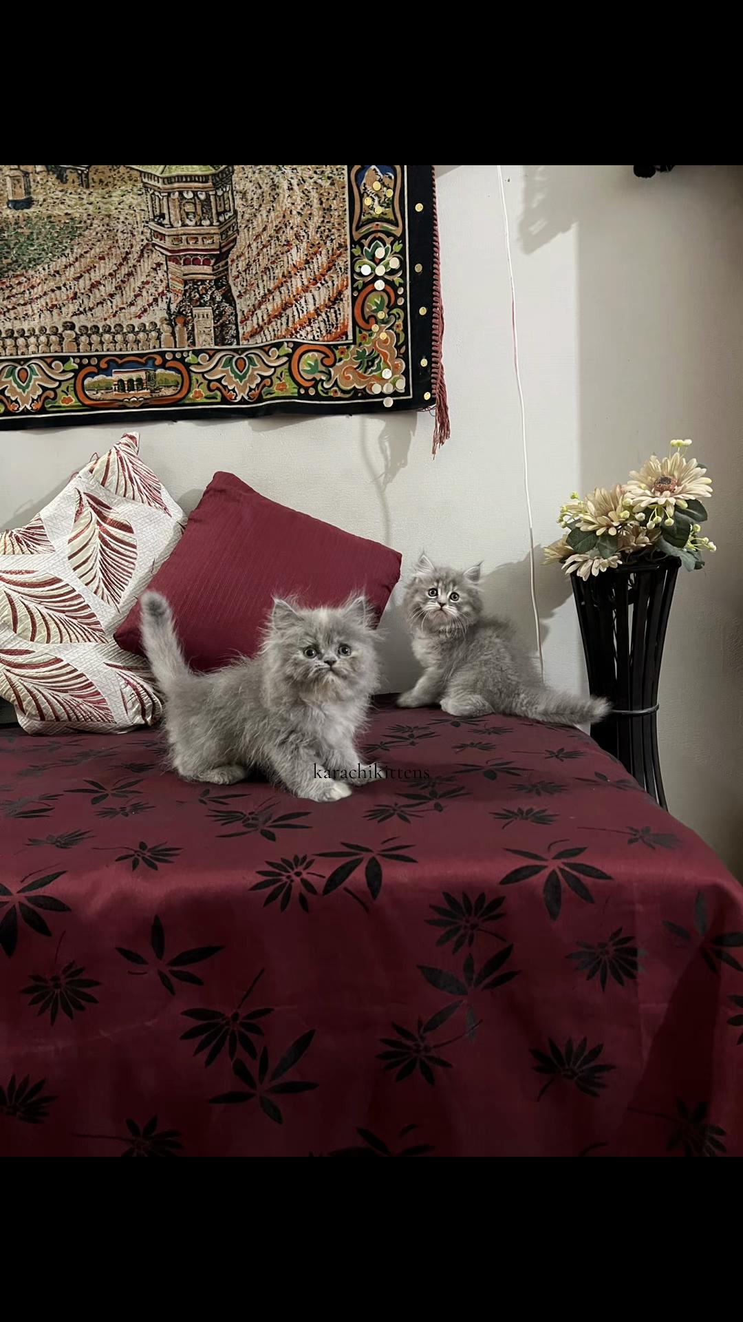 @karachikittens