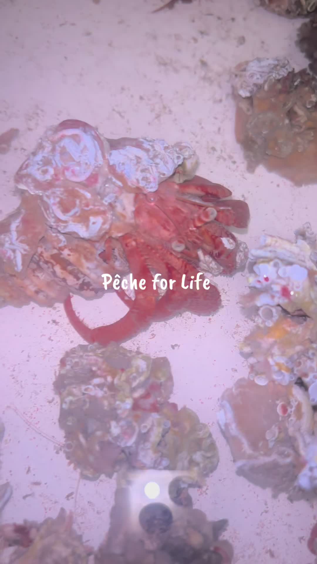 @P&ecirc;che for Life