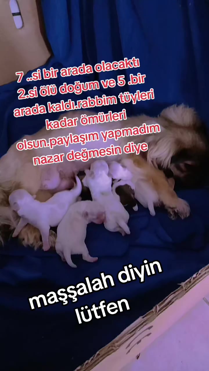@Elif yeşilbaş karacan