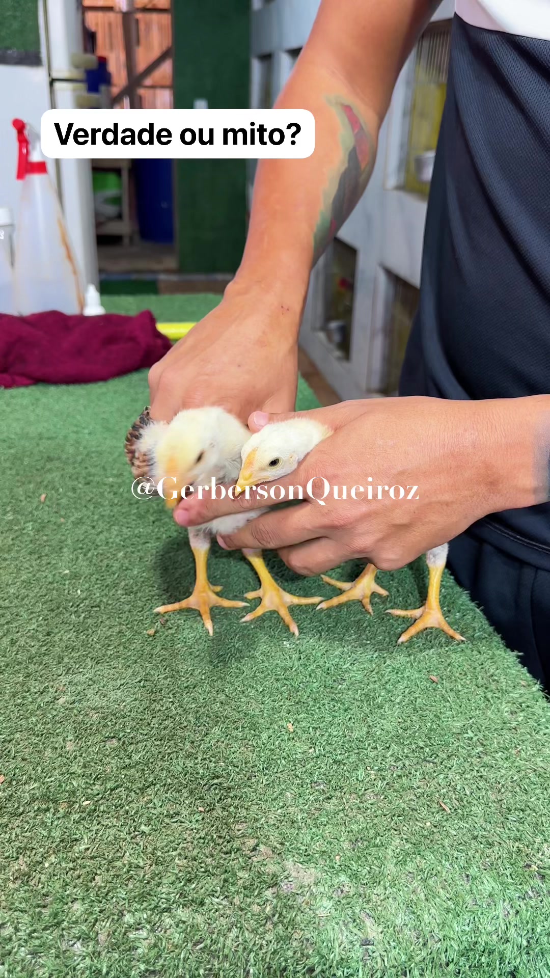 @gerberson.queiroz