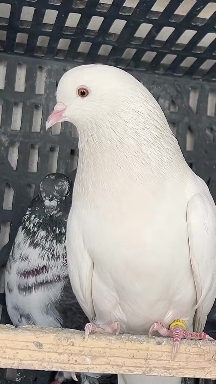 @♕𓅓𝐌𝐀𝐑𝐃𝐀𓅓♕