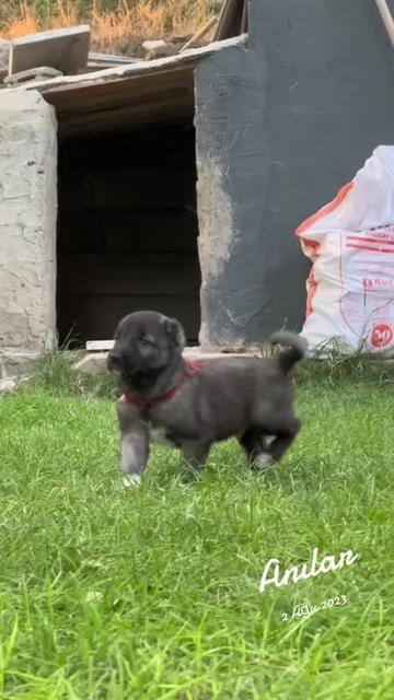 @alperkoramaz panter kangalları