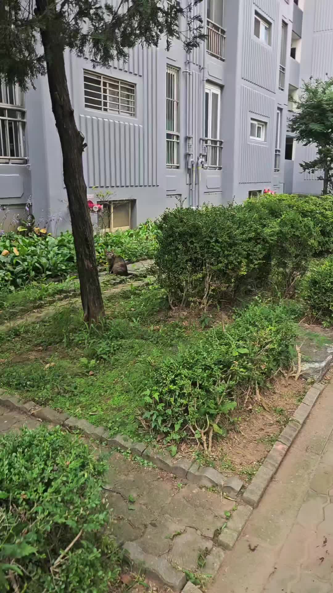 @고양이 형아