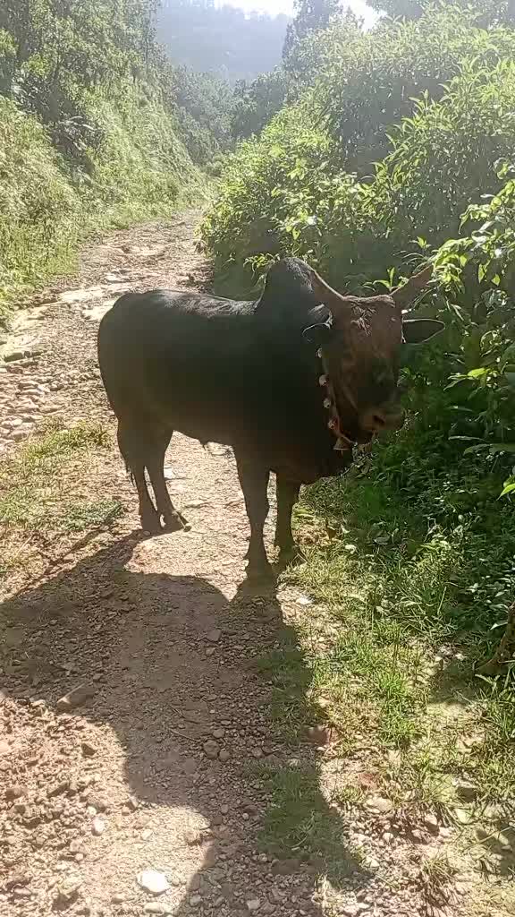 @Tanahun tiger