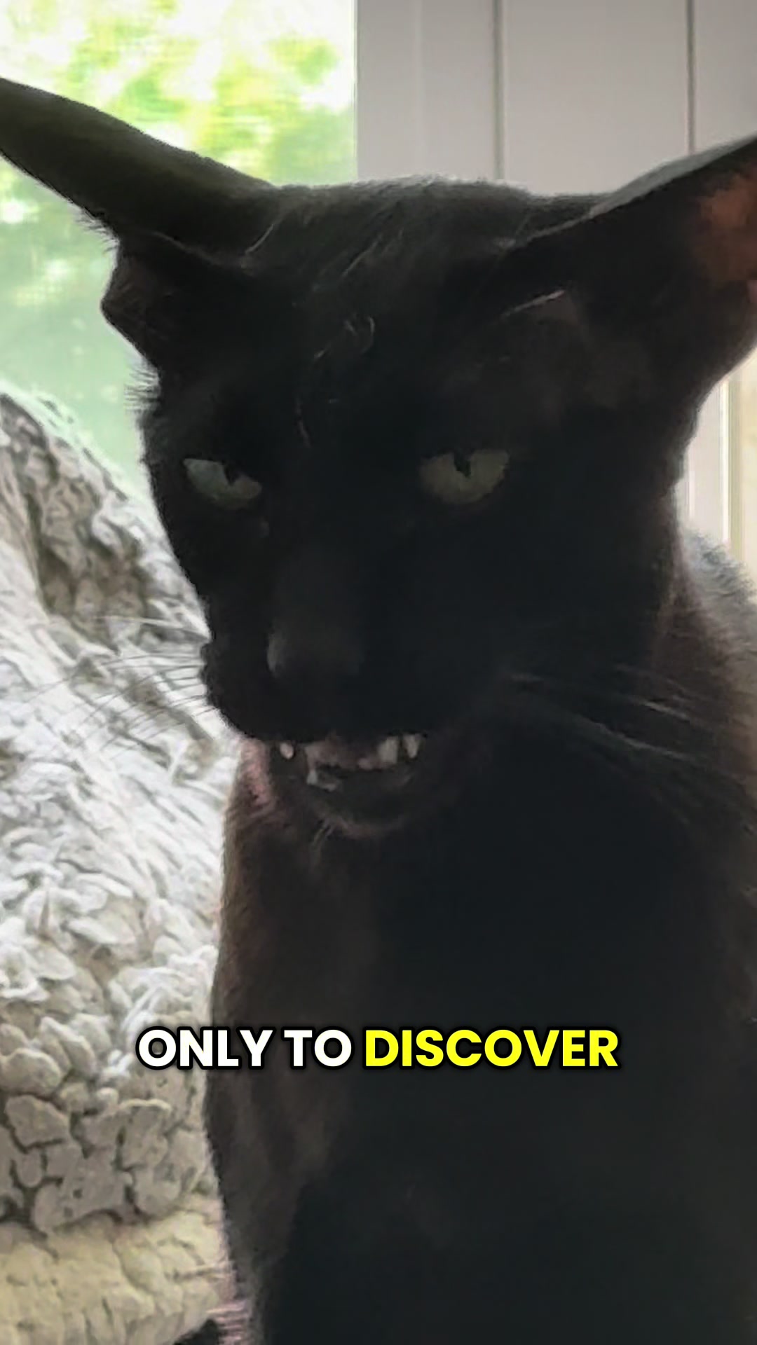 @hobbikats