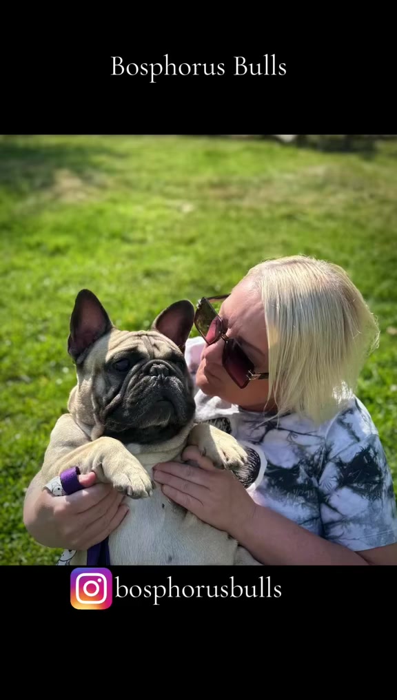 @Bosphorus Bulls French Bulldog