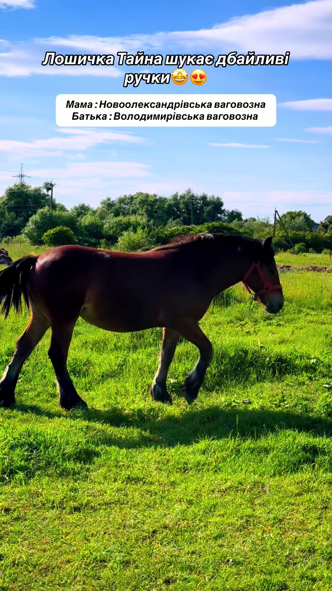 @_horses_farm_syrosh_