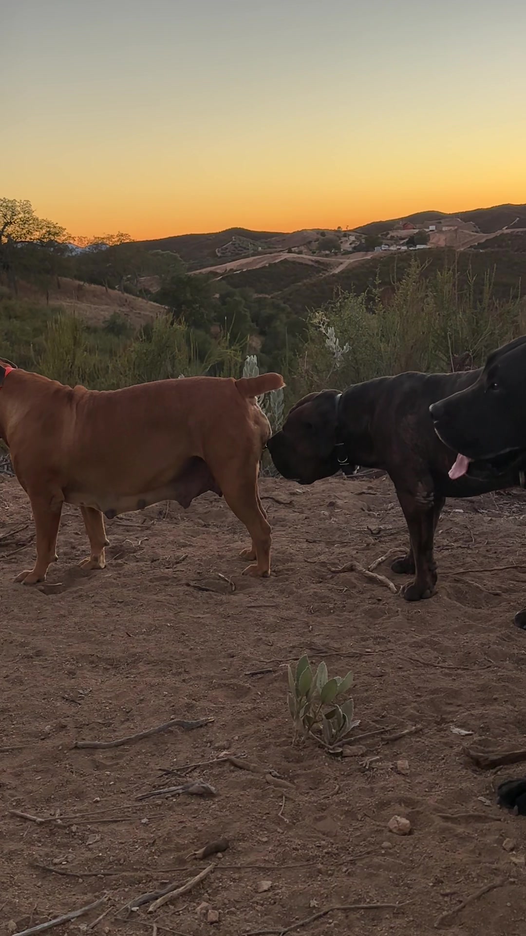 @Bigfoot Boerboels