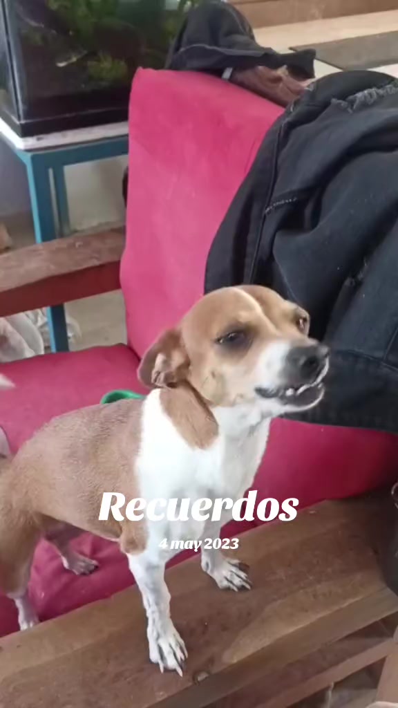 @luiselpollo95
