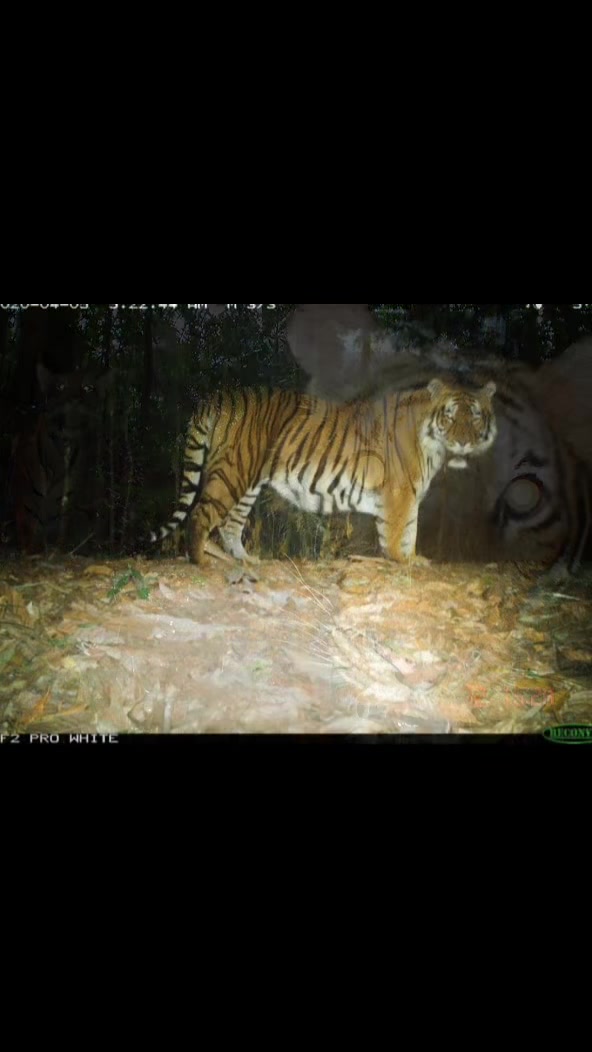 @𝘛𝘪𝘨𝘳𝘦𝘴𝘴 ⌗ 🐅