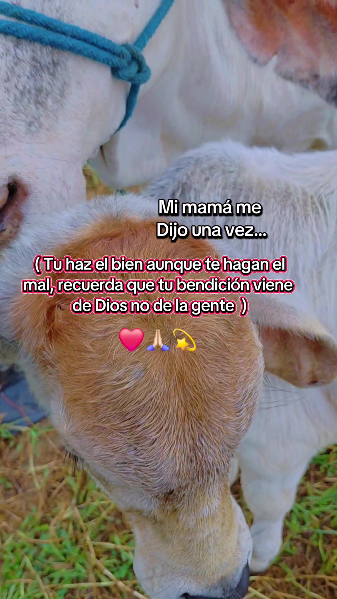 @L U L &Uacute; 👩&zwj;🏫✨❤️