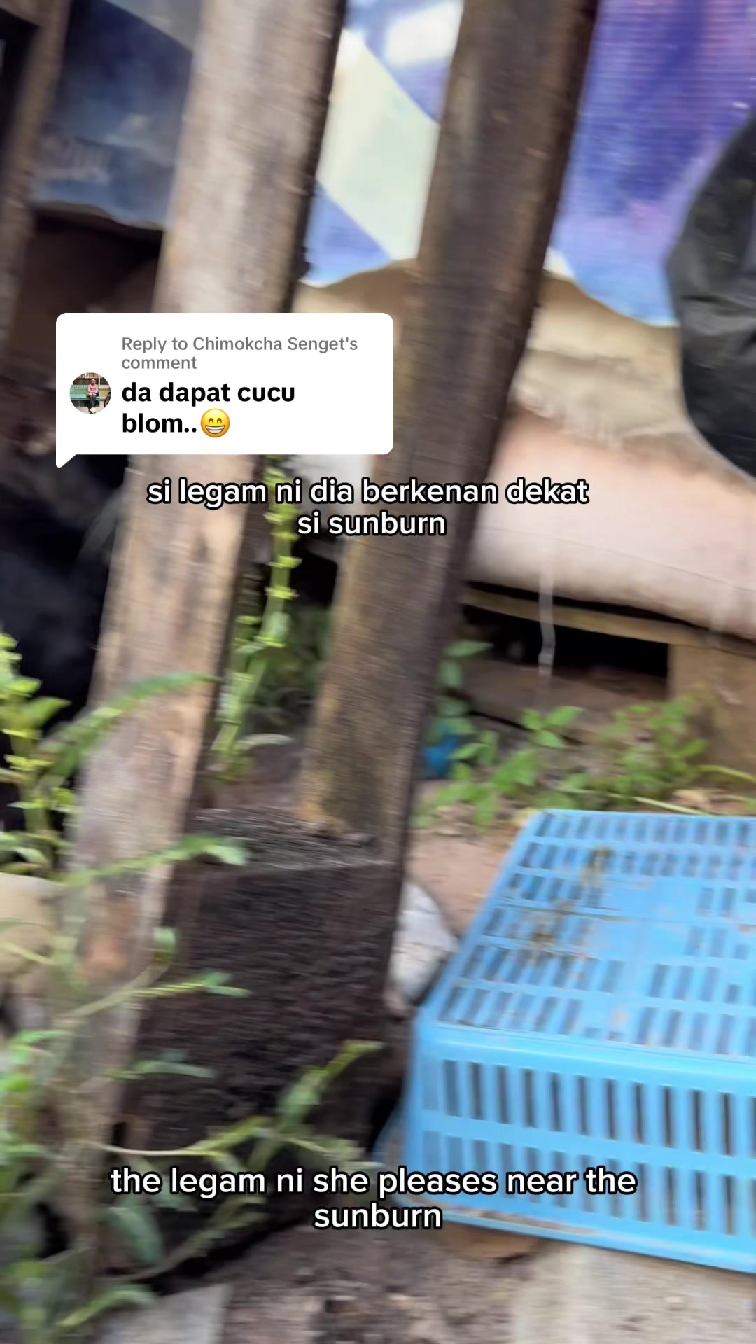 @KUCING SAYA MAJIKAN SAYA|BIHA