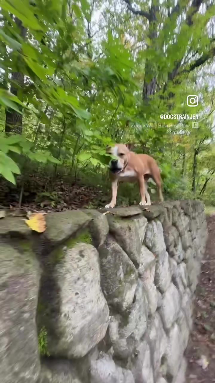 @dogstrainjen