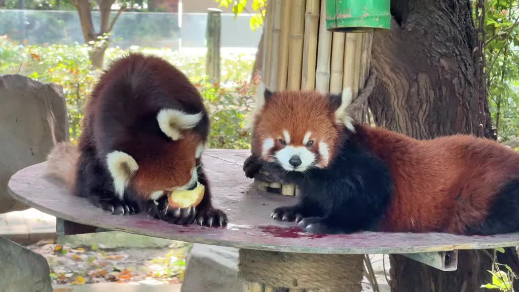 @Krezhi Panda 90