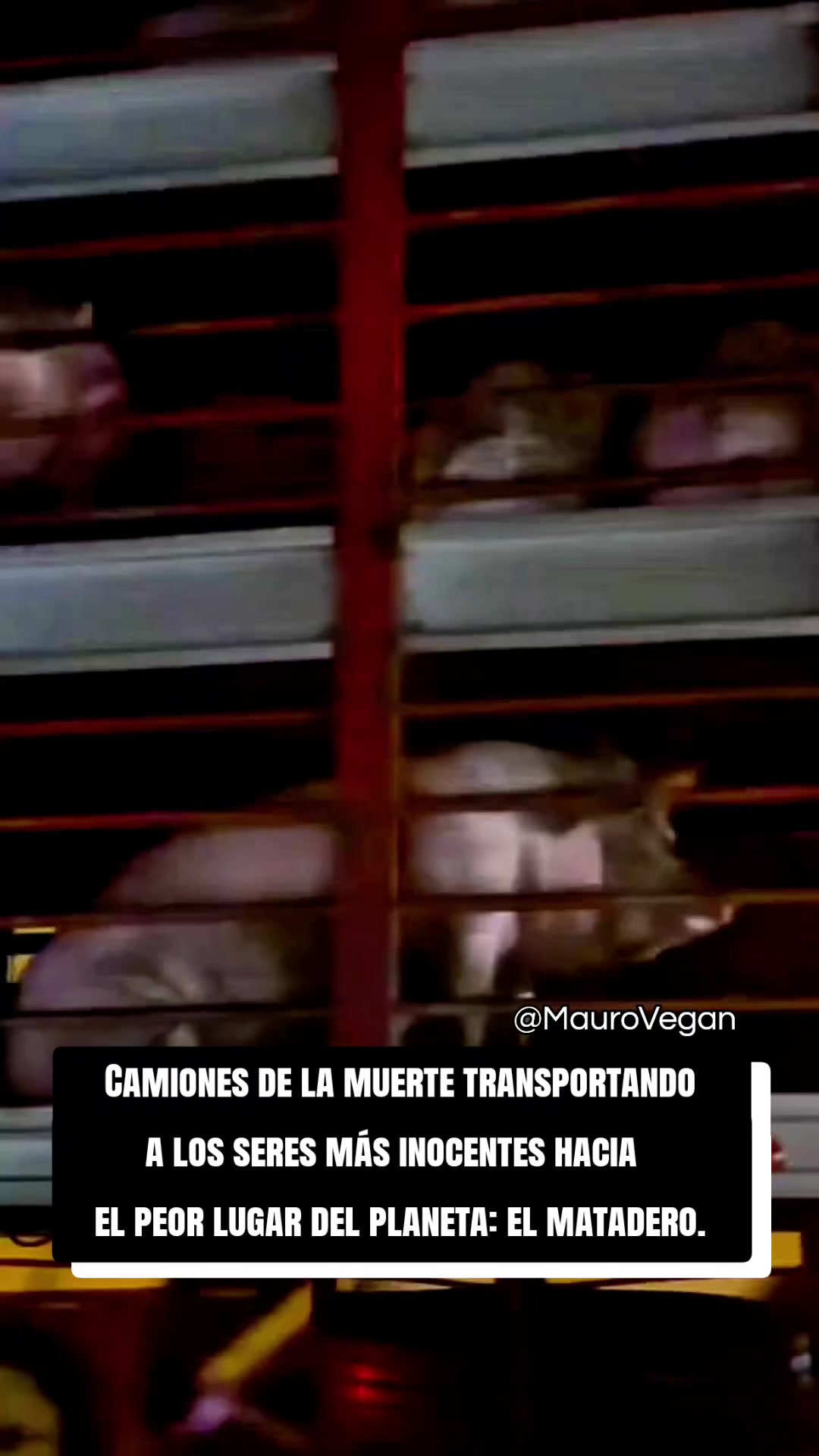 @Mauro Vegan๐