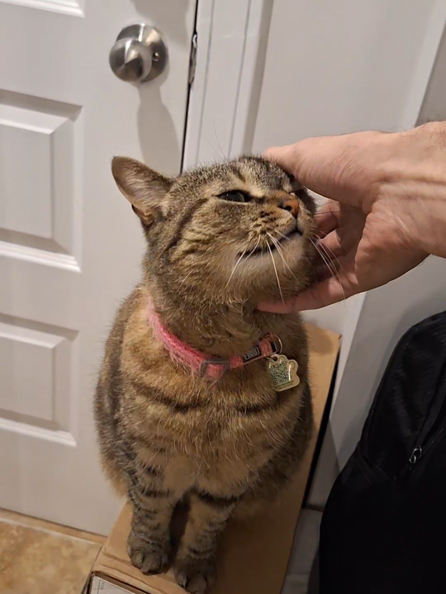 @Bellarda the cat