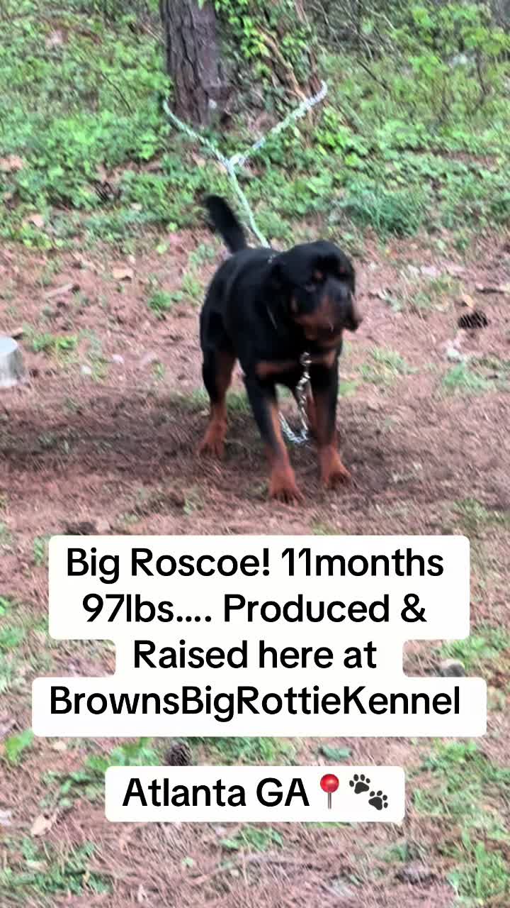 @BrownsBigRottieKennelsLLC