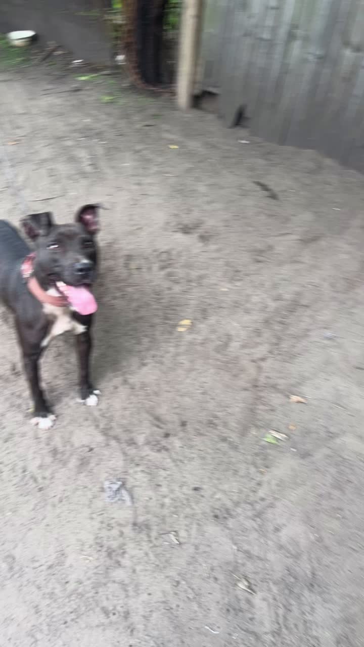 @themreal_hounds