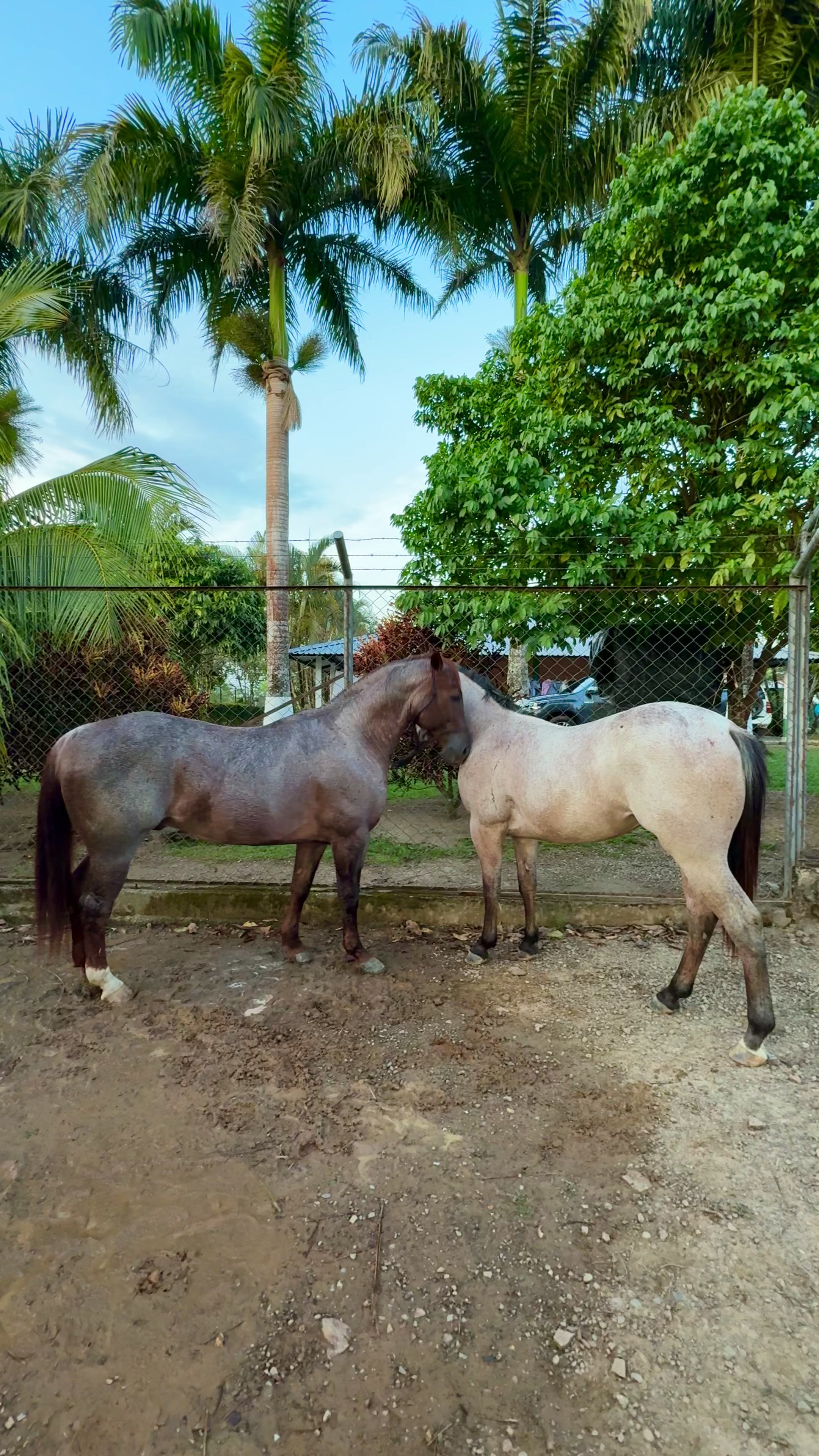 @🍃🐴👑🎶 CASANARE🍃🌷✨