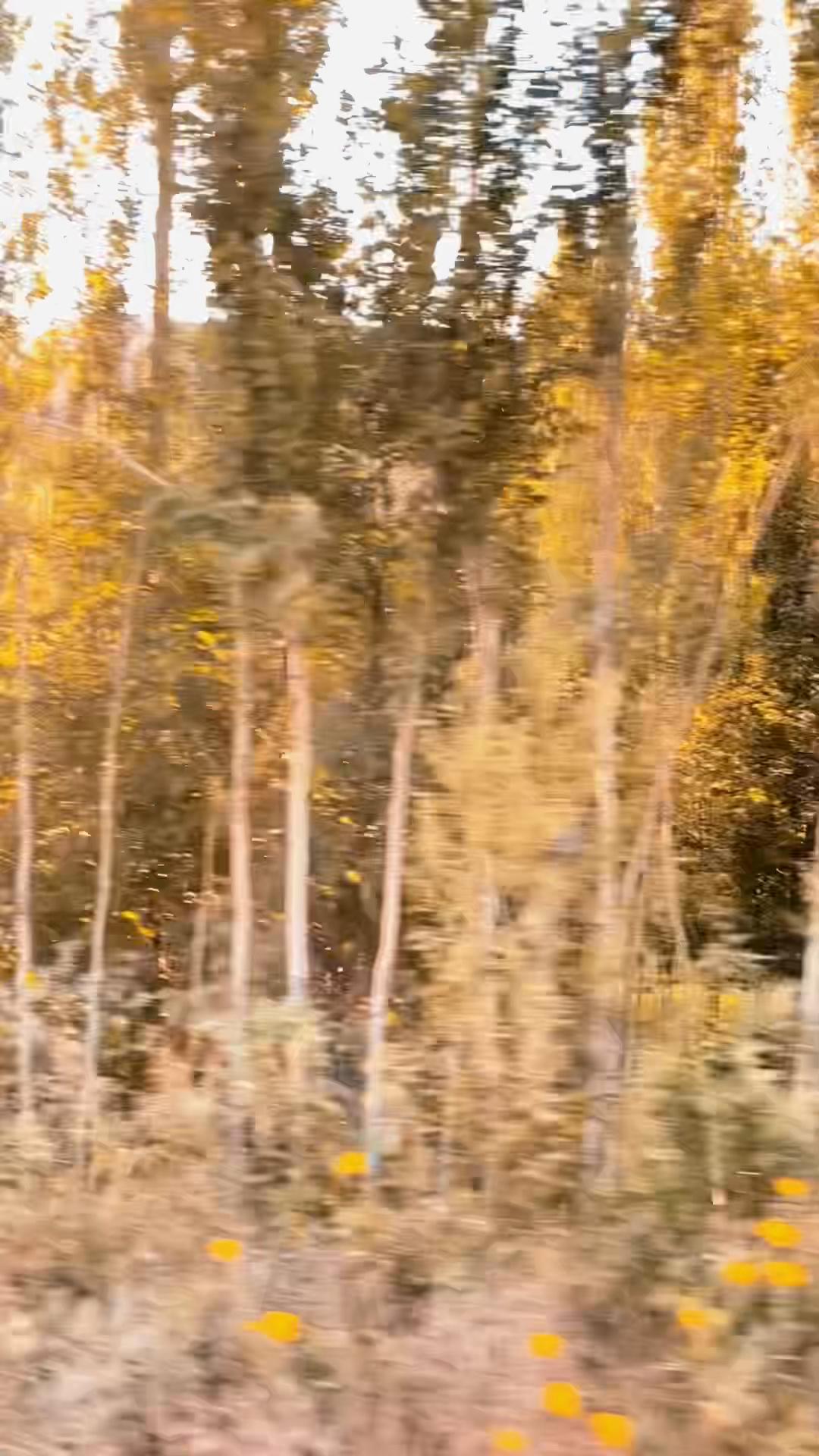 @Nehir Mevl&uuml;de🌸