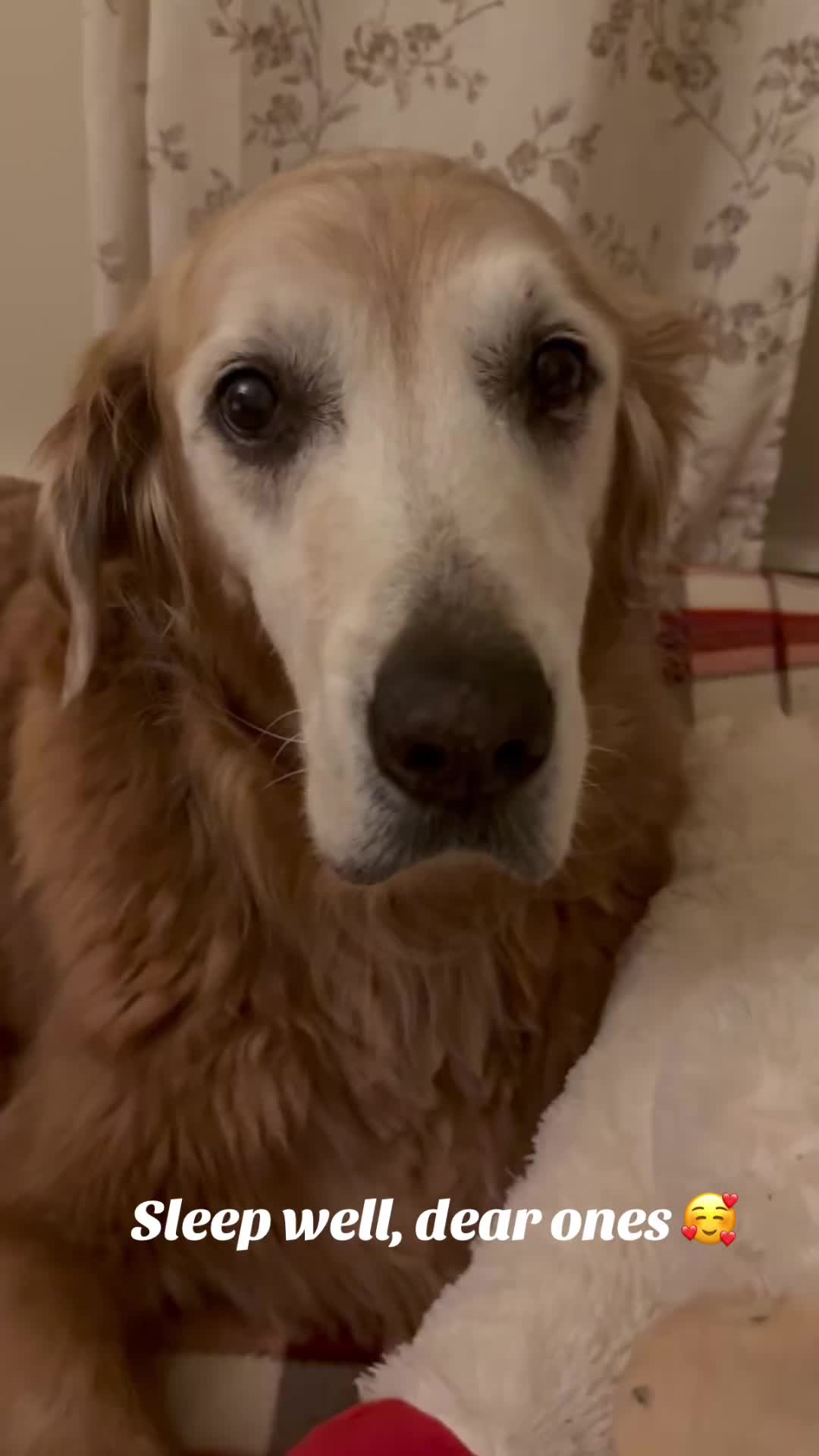 @lifewithduke2025