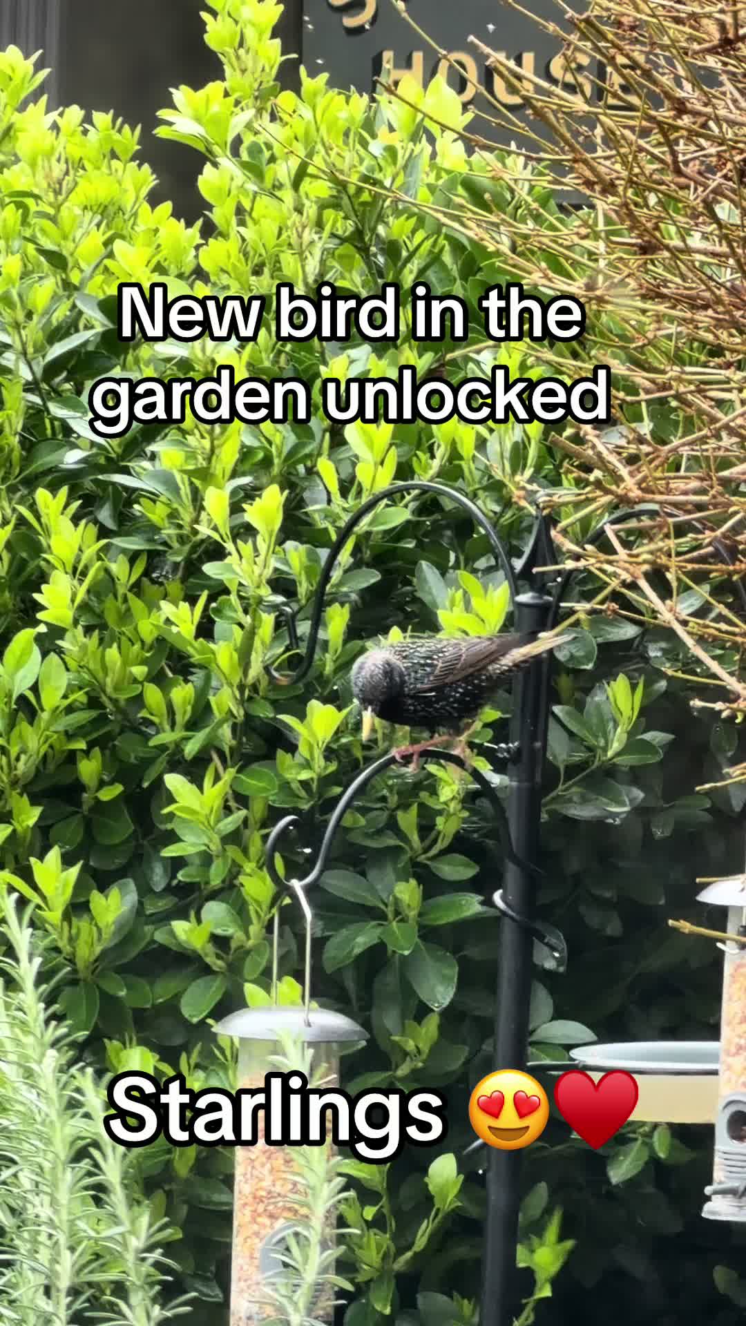 @Natti