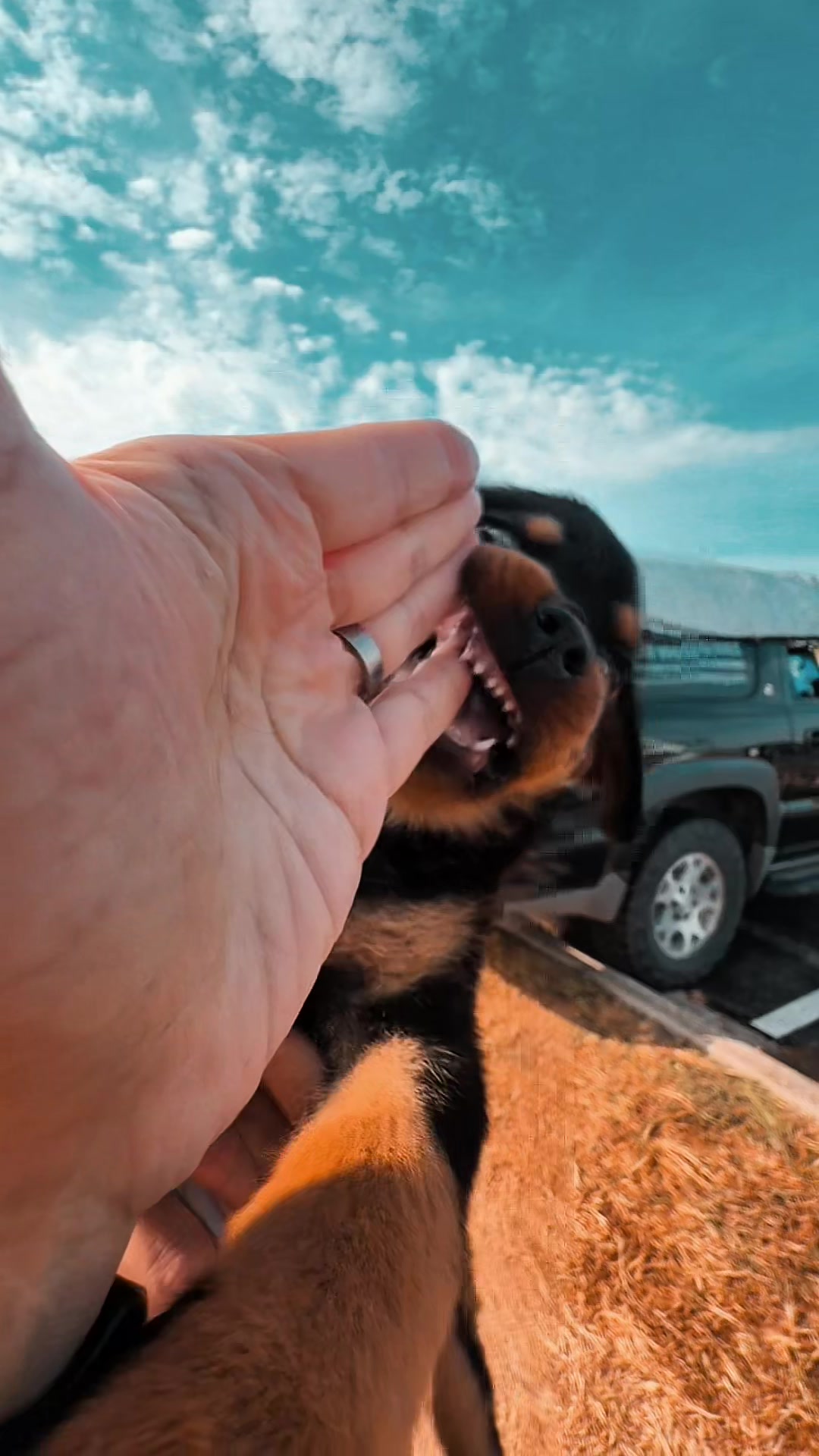 @Unschool the Dog