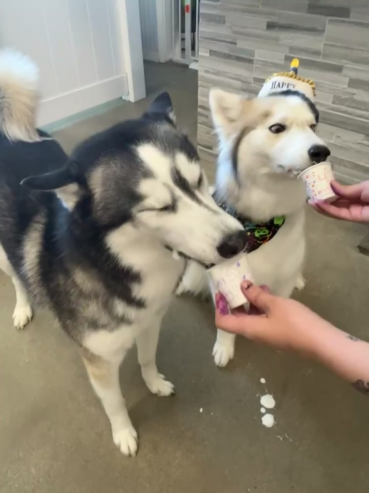 @lifewith2huskies