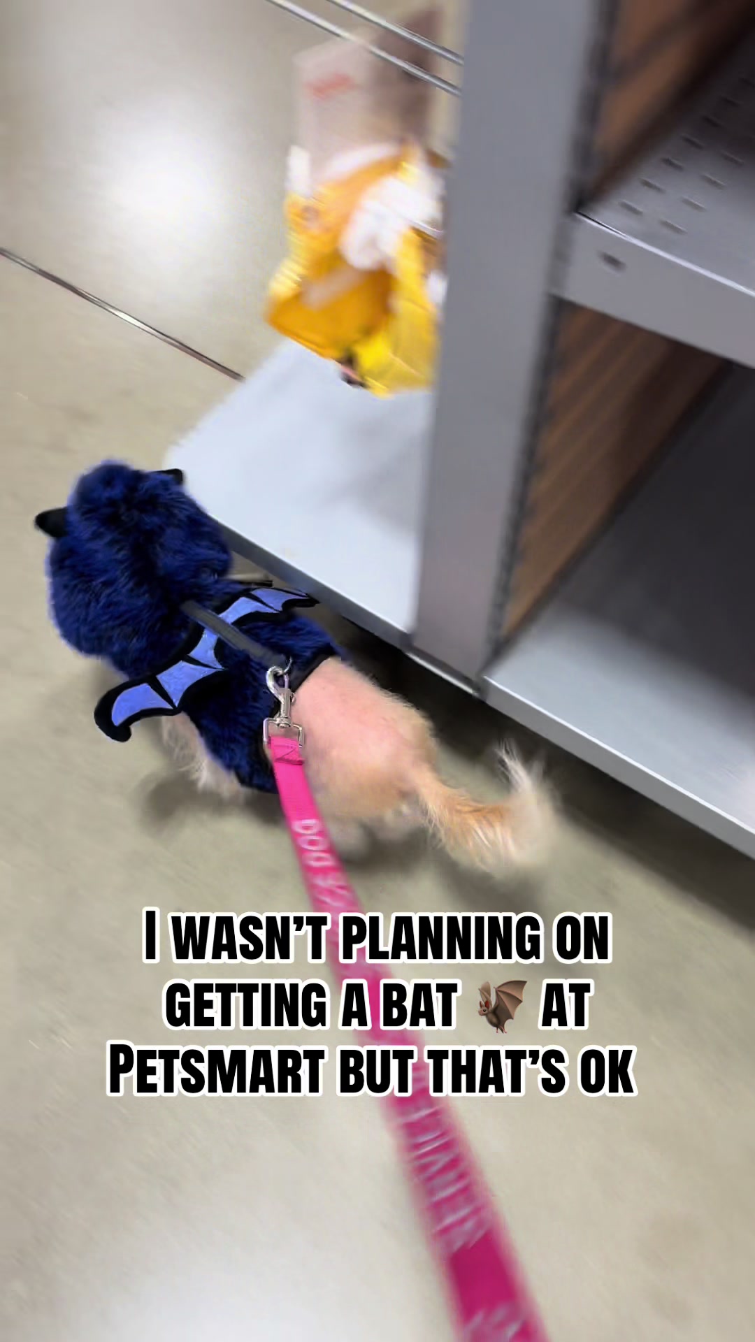 @Gillette the Puppy