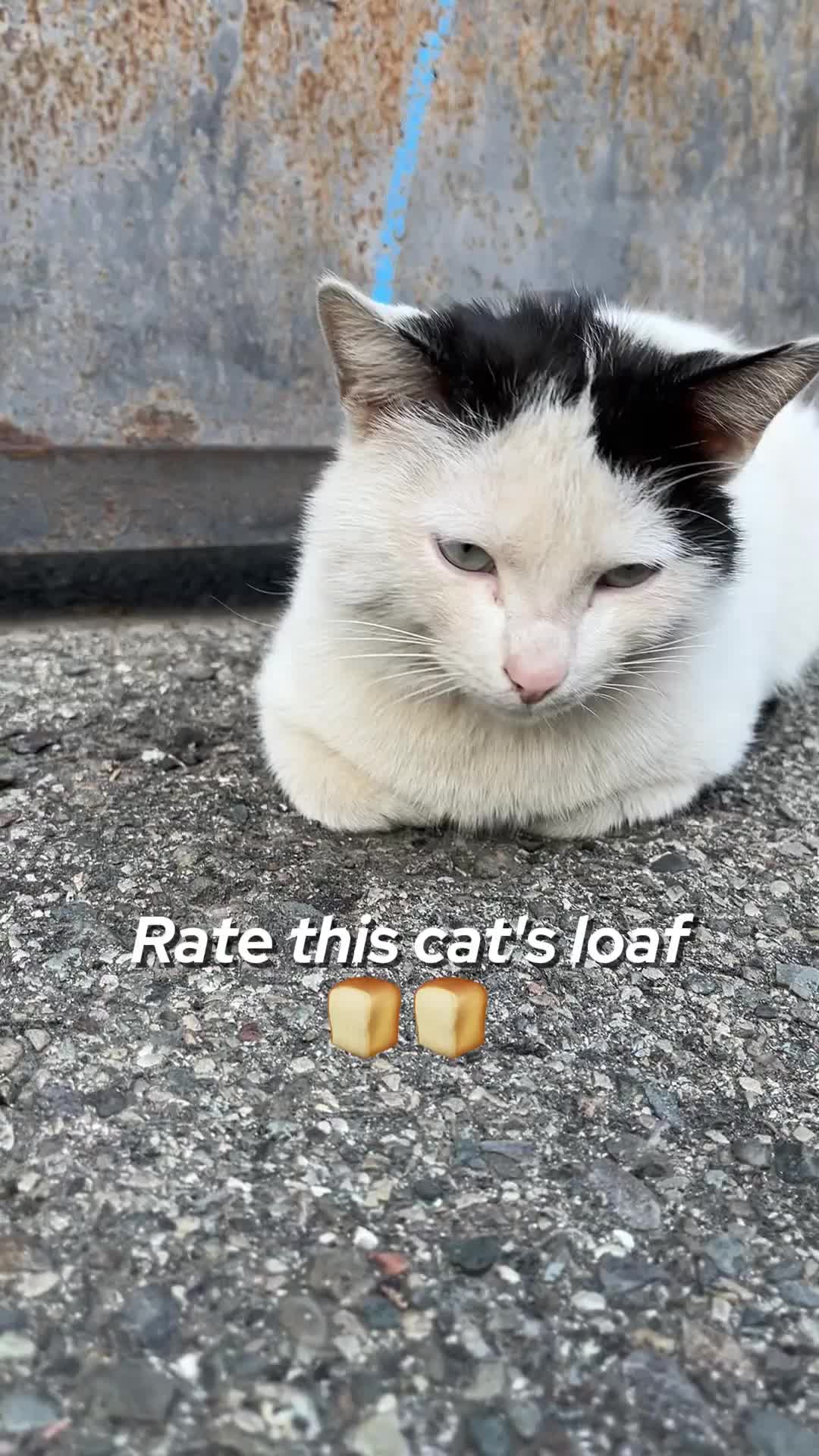 @ElkoyCats