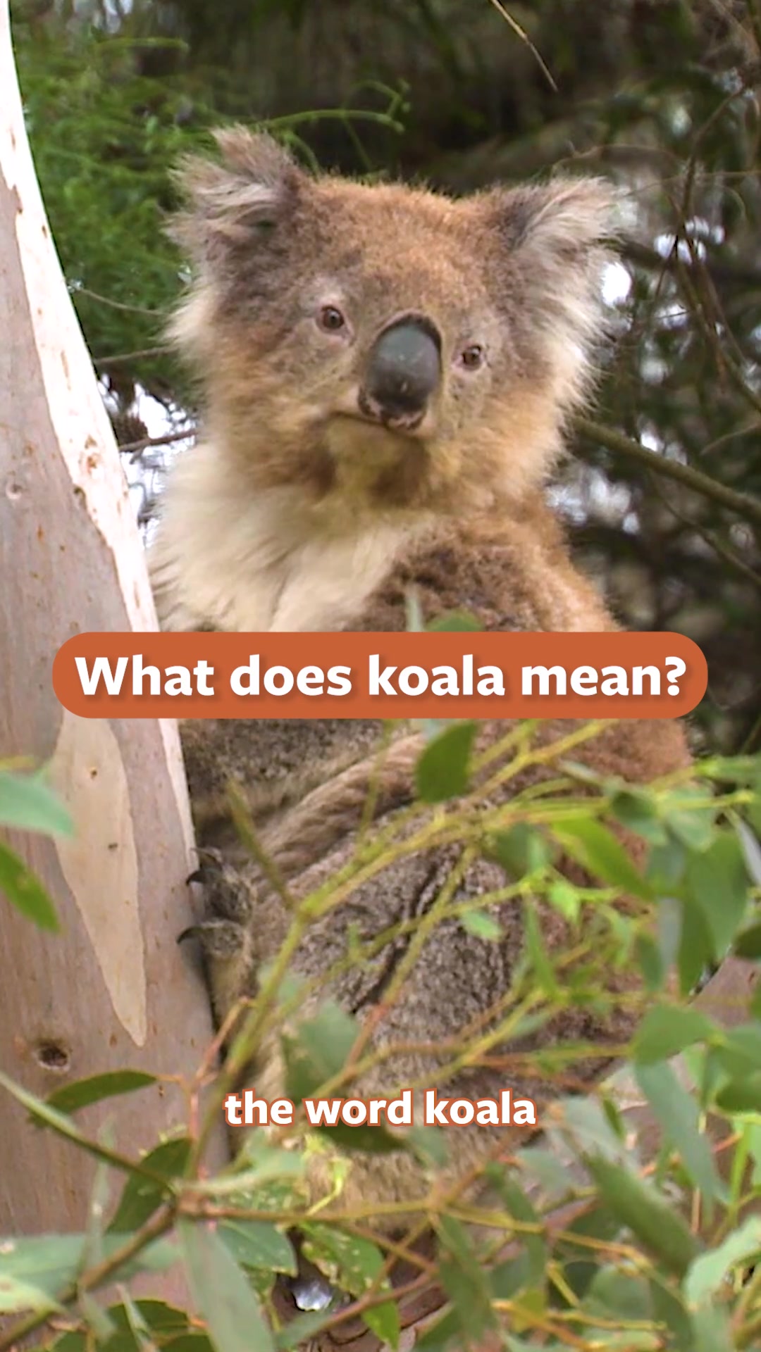 @Mutual of Omaha's Wild Kingdom