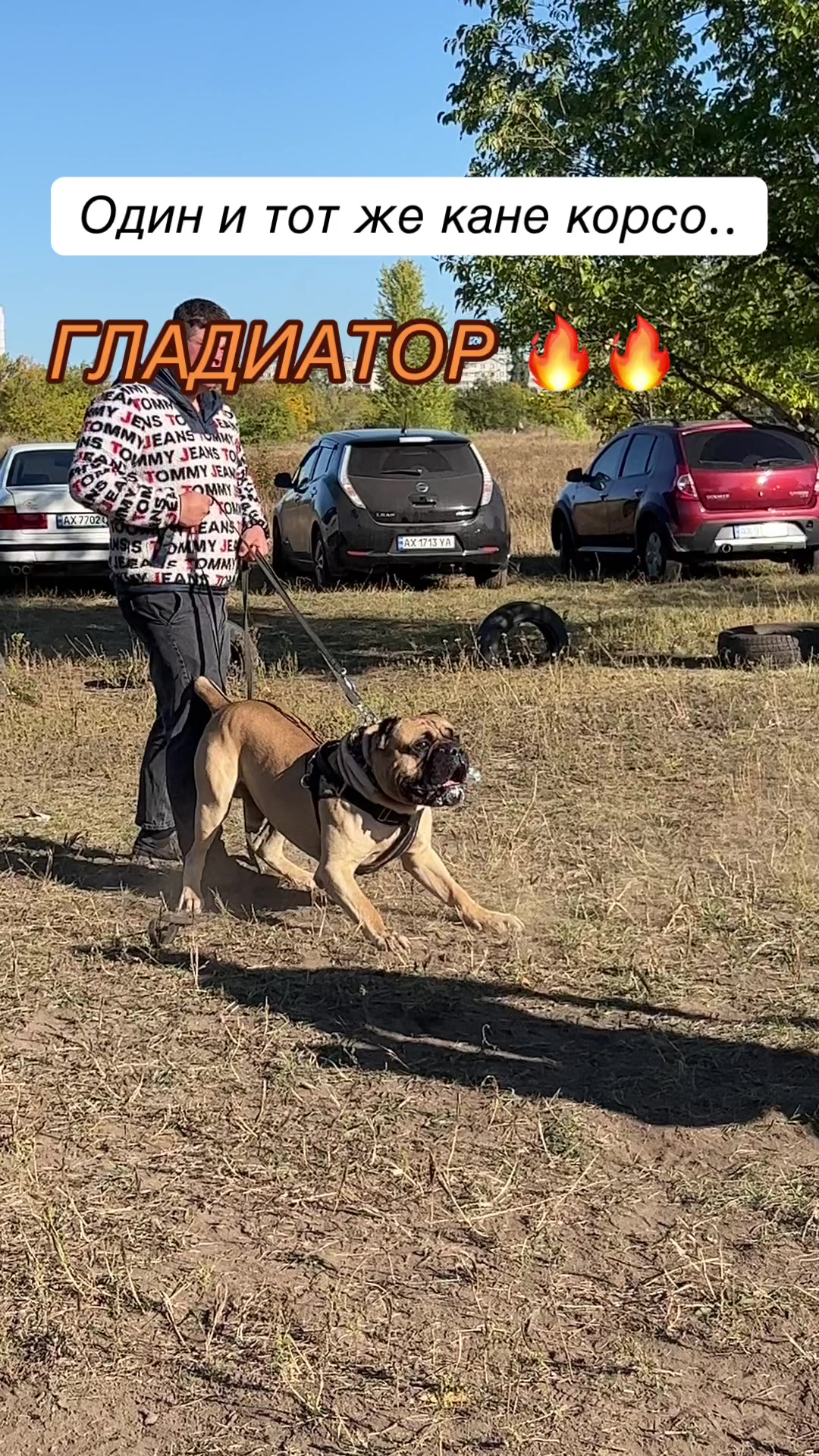 @ДИЗЕЛЬ кане корсо