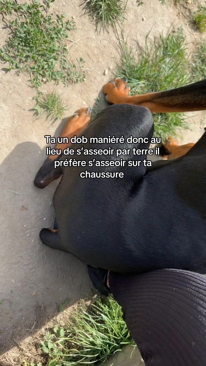 @Ar&egrave;s 🐶