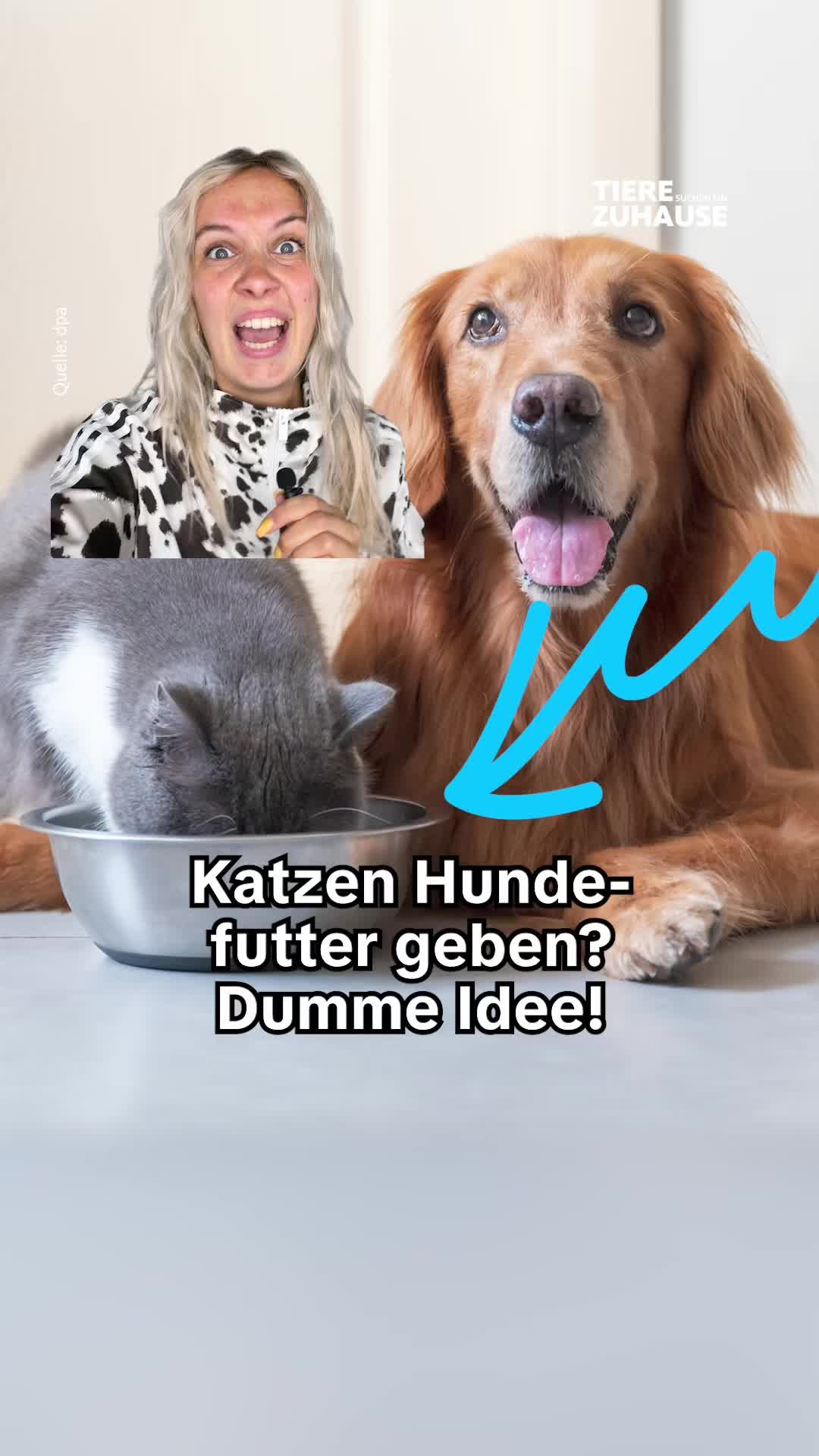 @Tiere suchen ein Zuhause