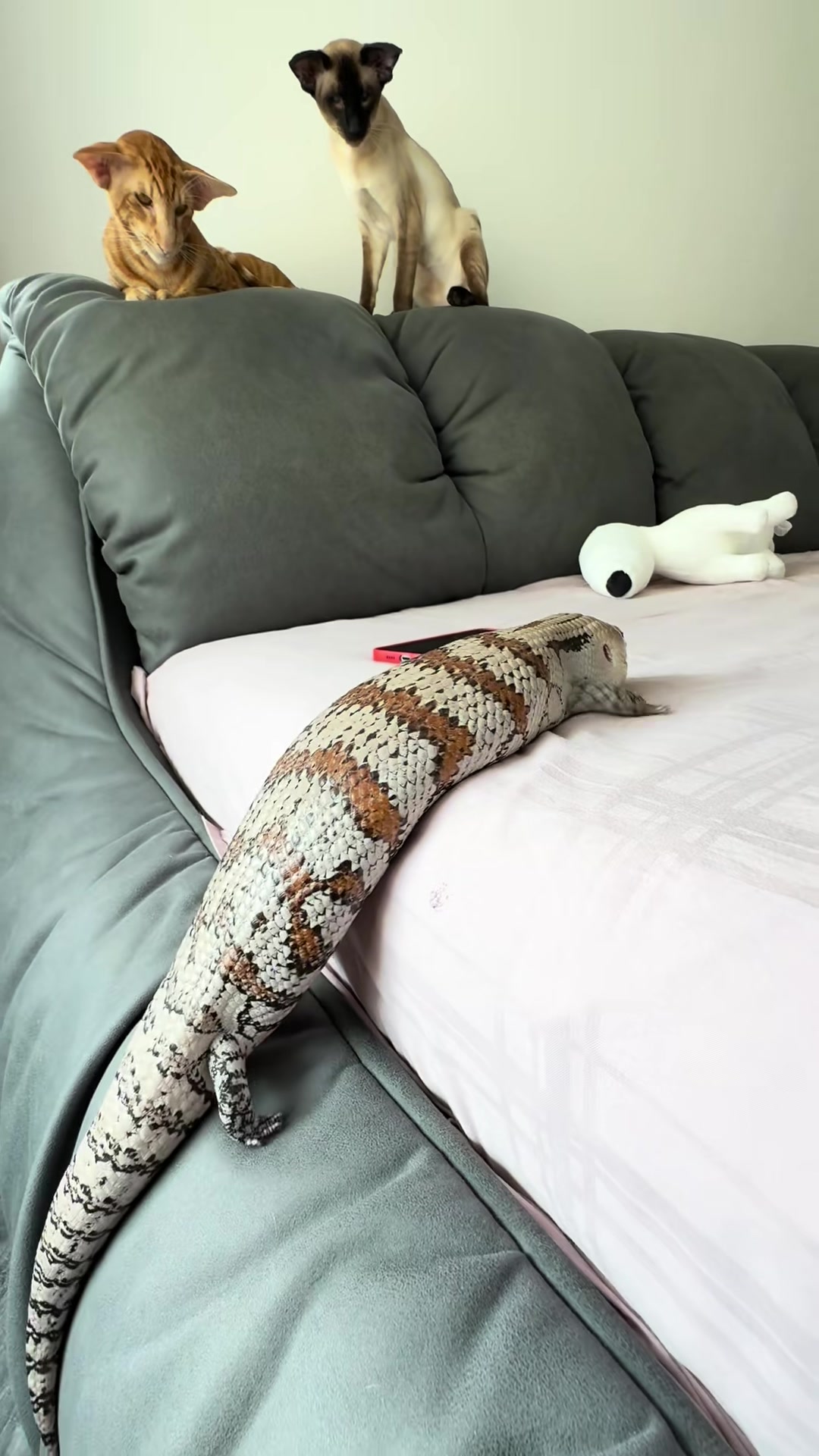 @ReptileHavenUS