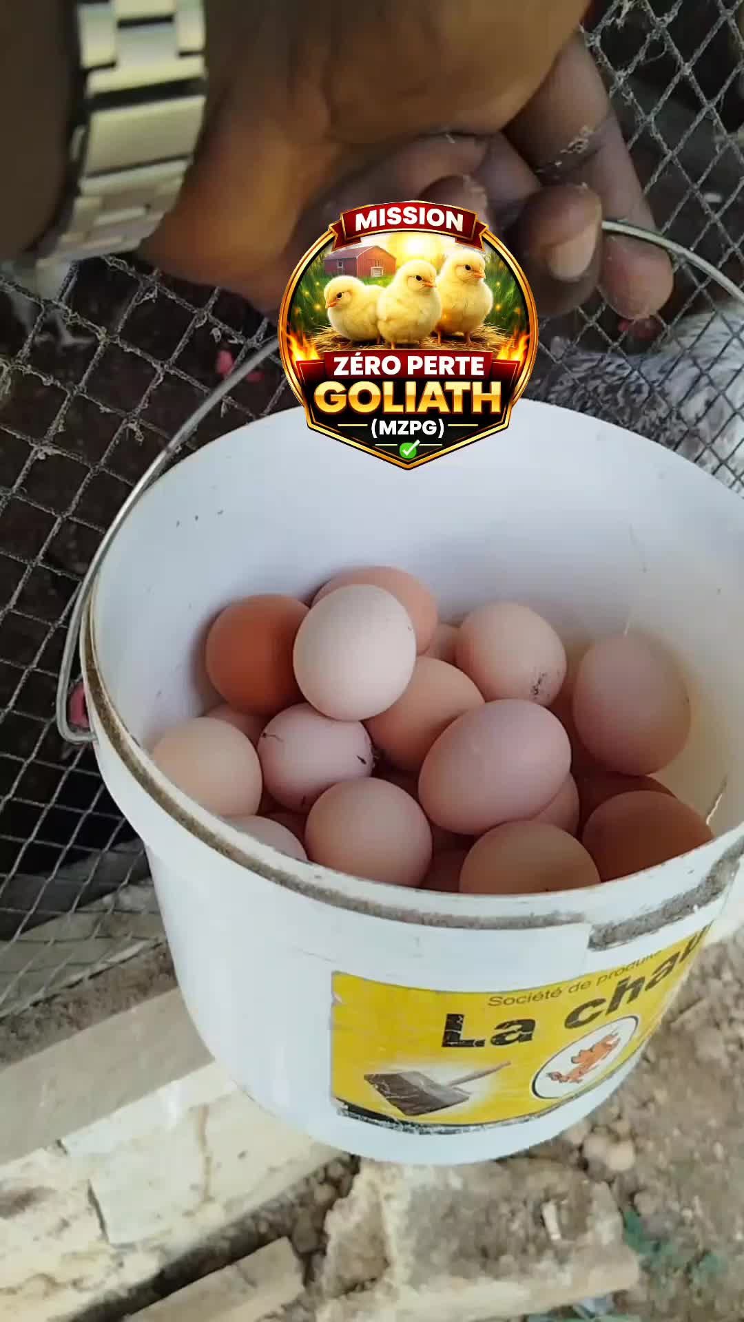 @NDIAYE-BREEDING 🐔