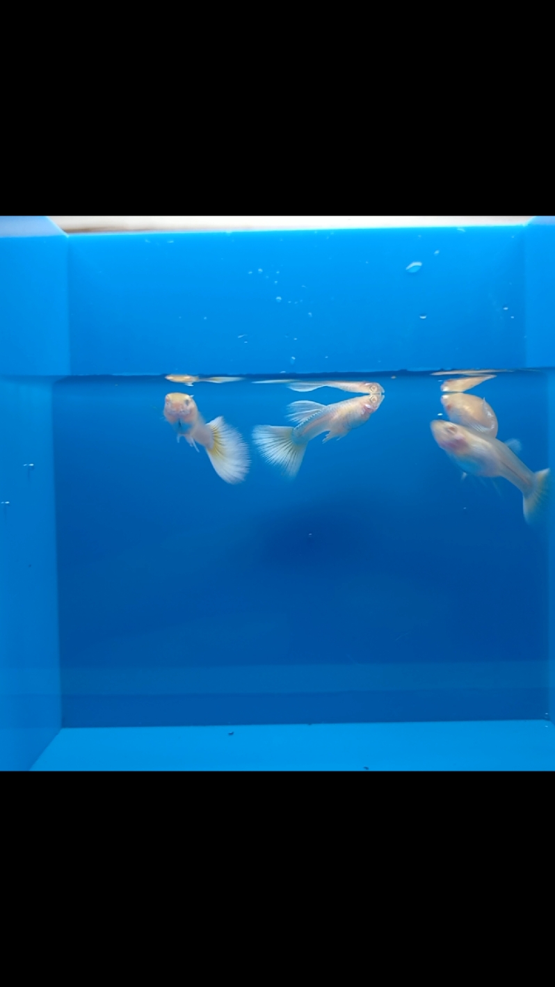 @Ga Guppy Farm