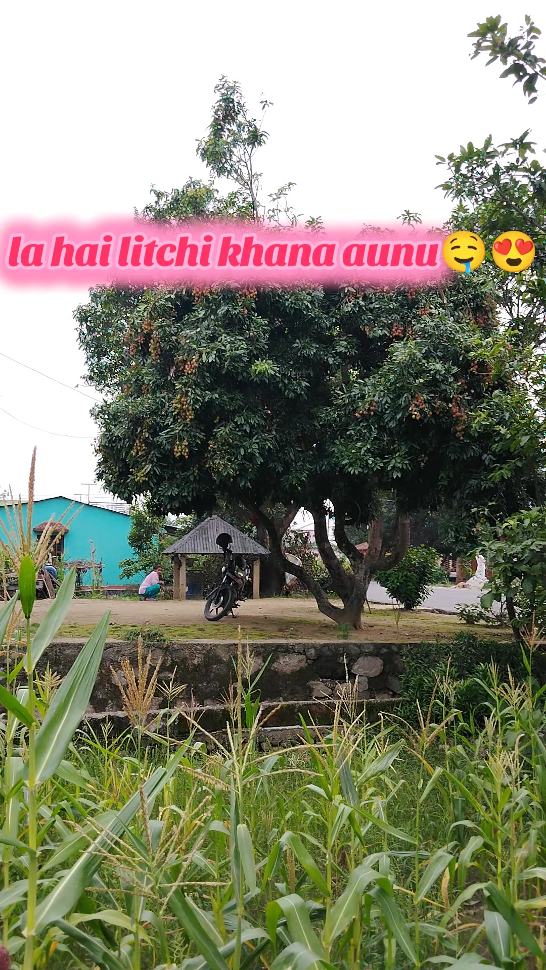 @ranzuu Lama