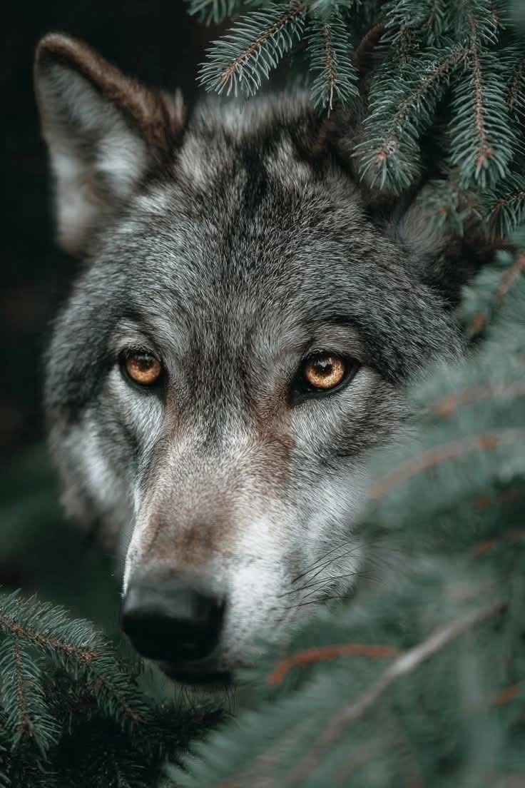 @Samotny Wilk 🐺🐦🔥♈