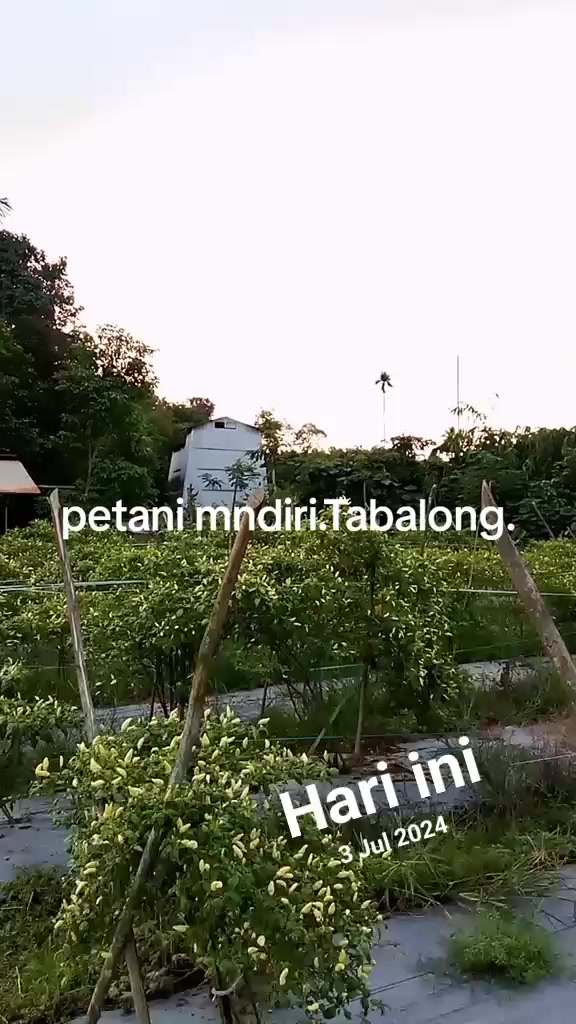 @SURYA TANI