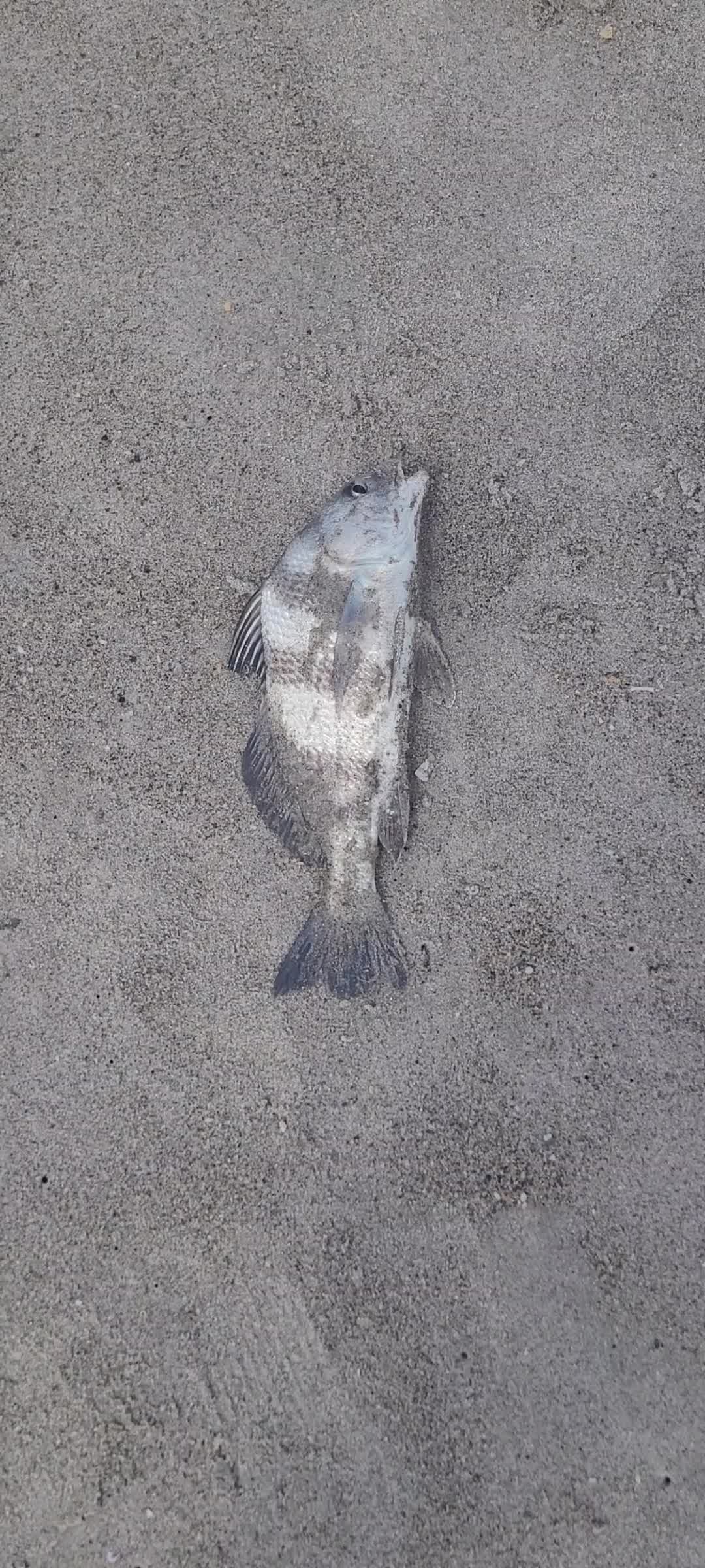 @Ghost of Space Coast Fishing