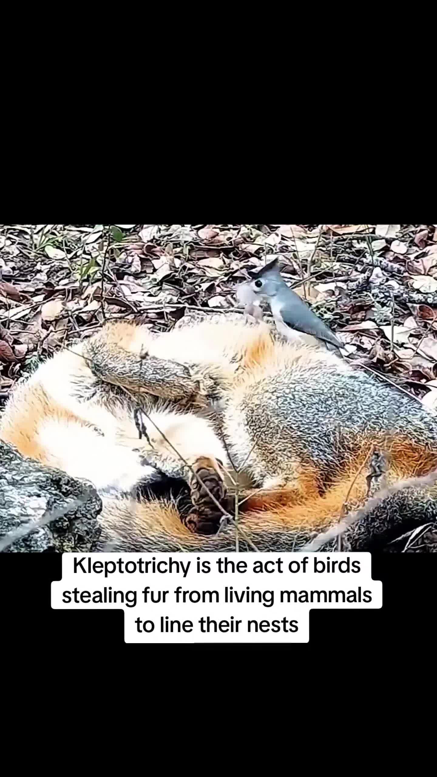 @Pawsitivitycore