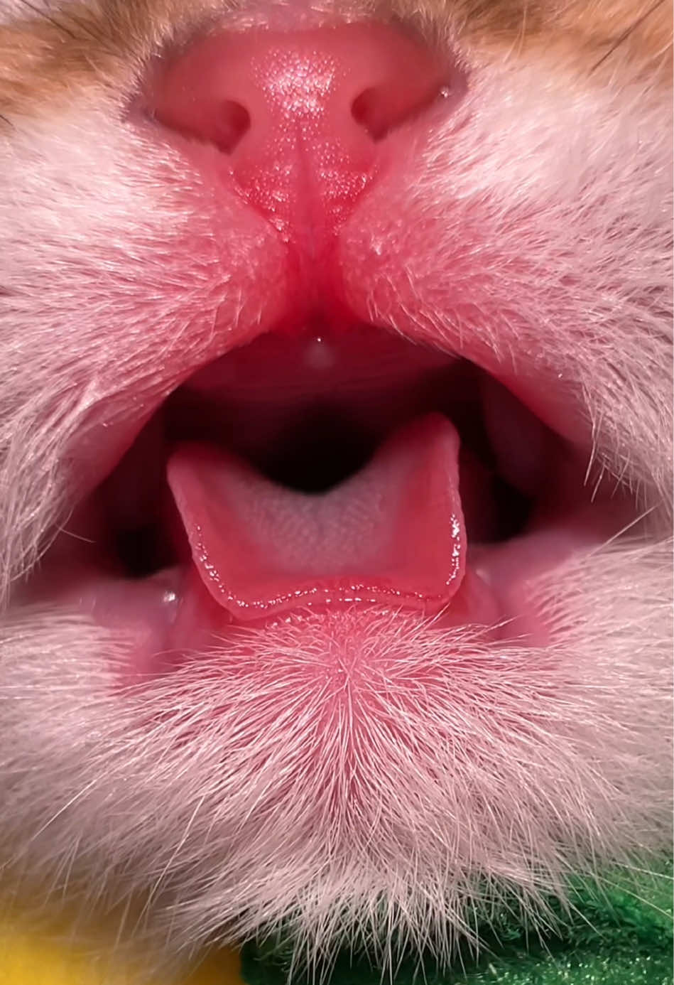 @Soothing Cats😻